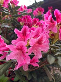 240402Rhododendron2te